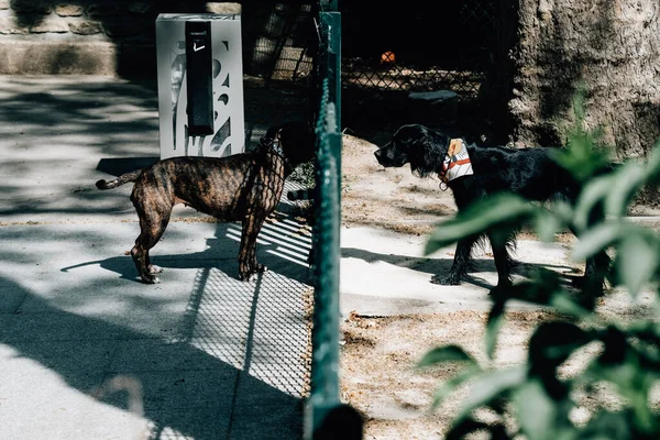 Los Dos Perros Los Lados Opuestos Valla Día Soleado Mirándose — Foto de Stock