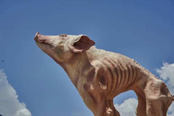 Matanzas Kuba Februar 2021 Eine Schweineskulptur Matanzas Kuba — Stockfoto