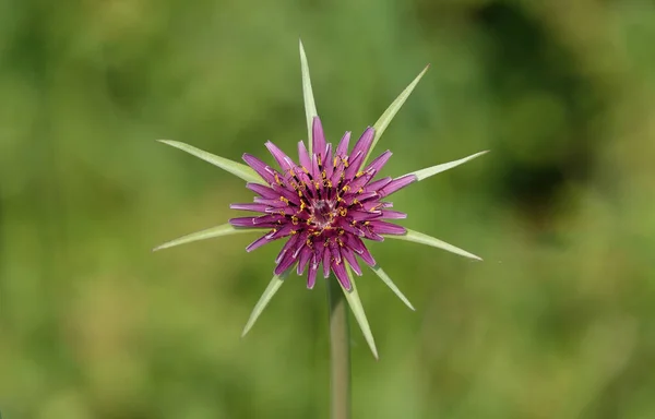 Close Echinops Roxo Fundo Borrado — Fotografia de Stock