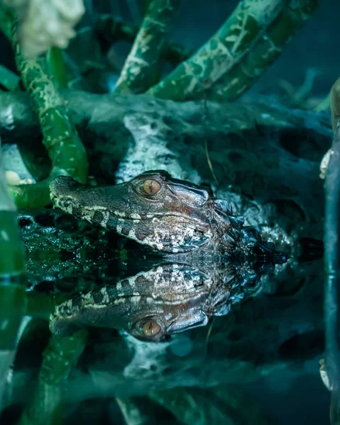 水面上一个光滑的鱼子酱的垂直镜头 — 图库照片