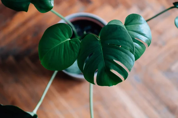 Eine Hochwinkelaufnahme Einer Monstera Pflanze — Stockfoto