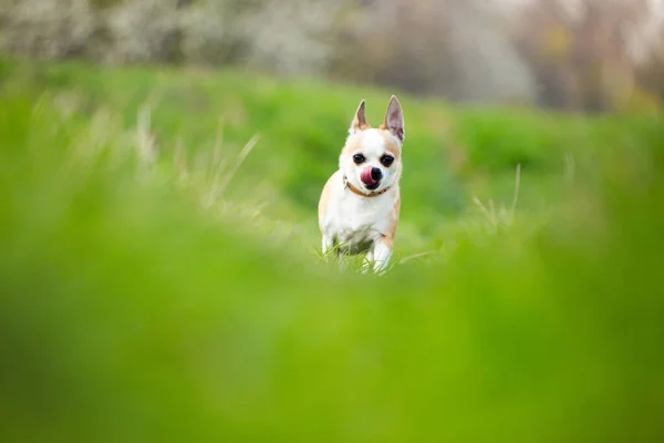Słodki Pies Spacerujący Parku — Zdjęcie stockowe