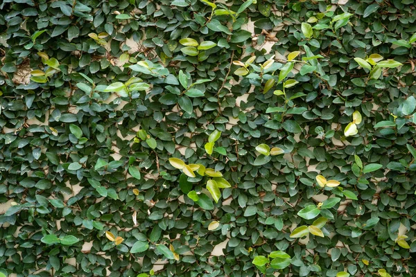 Eine Vertikale Nahaufnahme Von Kleinen Blättern Einer Schönen Pflanze — Stockfoto