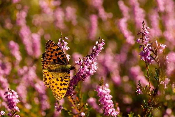 Makro Strzał Ciemnozielonego Motyla Fritillary Polu Kwiatu — Zdjęcie stockowe