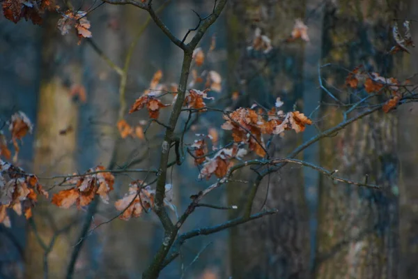 Zbliżenie Ujęcia Wysuszonej Gałęzi Drzewa Jesiennym Lesie — Zdjęcie stockowe