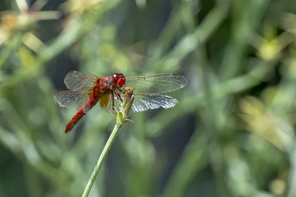 Närbild Röd Veined Darter Eller Nomad Sympetrum Fonscolombii Växt — Stockfoto