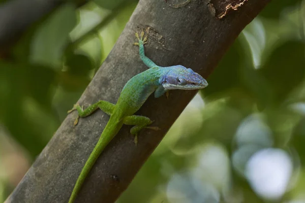 Enfoque Selectivo Lagarto Verde Tronco Árbol Bajo Luz Del Sol —  Fotos de Stock