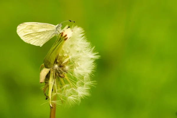 Plan Macro Papillon Blanc Nervures Vertes Sur Pissenlit Fond Vert — Photo