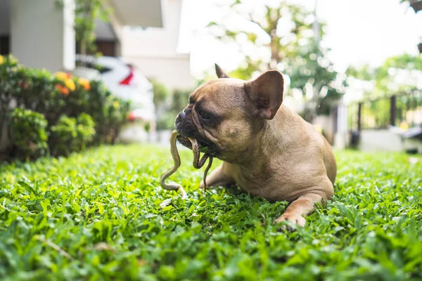 A French bulldog fighting with a snake in the garden