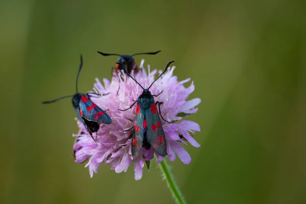 Gros Plan Burnets Six Taches Papillons Diurnes Sur Une Fleur — Photo