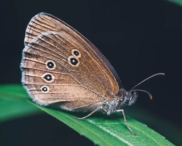 Una Macro Toma Una Mariposa Sátiro Sobre Una Hoja Verde —  Fotos de Stock