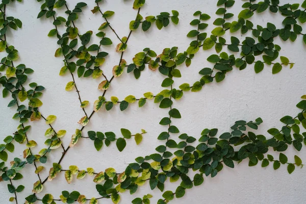 Crawling Vines Green Leaves White Concrete Wall — Stock Photo, Image