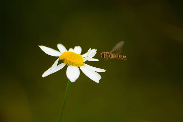 Makró Kép Egy Méhről Egy Százszorszép Virágon — Stock Fotó