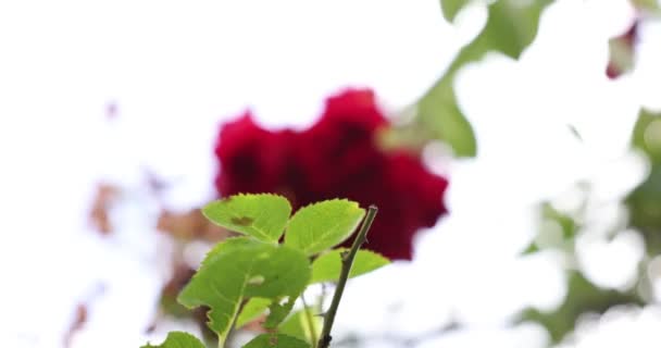 Schöne Rote Rosen Garten — Stockvideo