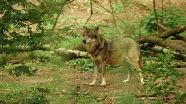 Nahaufnahme Eines Wolfes Freier Natur — Stockvideo
