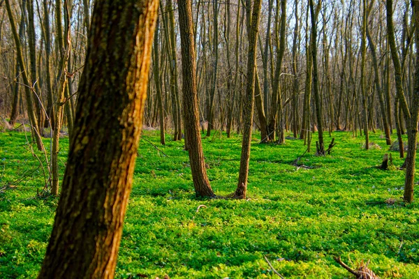 Vacker Utsikt Över Skog Med Grönt Gräs — Stockfoto