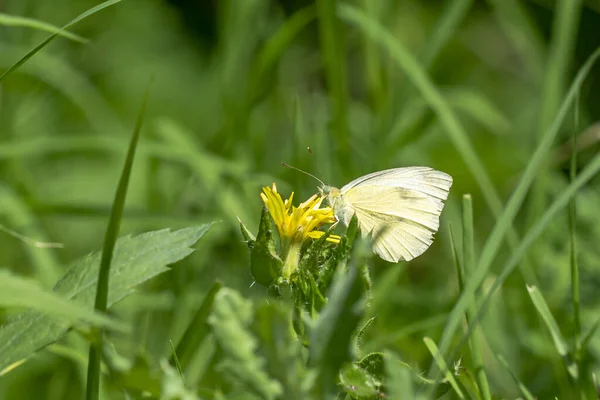 Egy Közeli Kép Pieris Melltartó Nagy Fehér Más Néven Káposzta — Stock Fotó