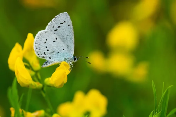 Macro Shot Beautiful Silver Studded Blue Butterfly Yellow Flower — Stock Photo, Image