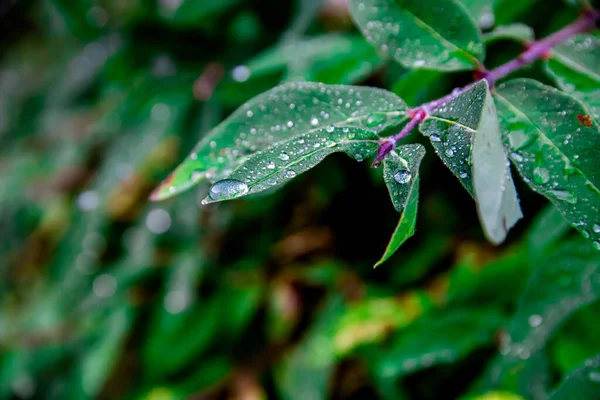 Primer Plano Gotas Rocío Punta Una Hoja Verde Oscura Final — Foto de Stock