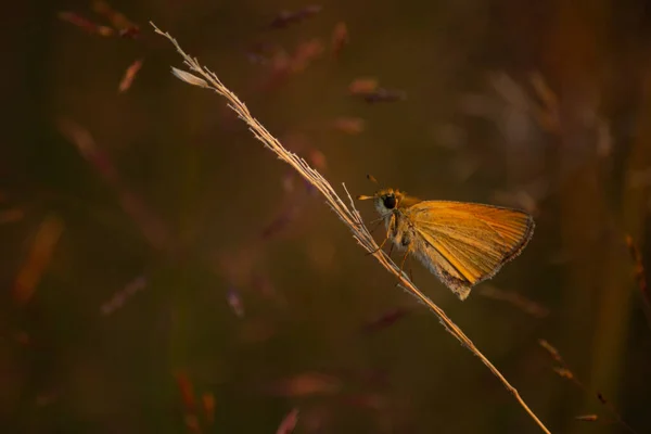 大蝴蝶在树枝上的大蝴蝶的宏观镜头 — 图库照片