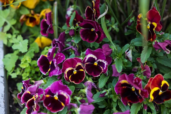 Blooming Purple Pansy Flowers Garden — Stock Photo, Image