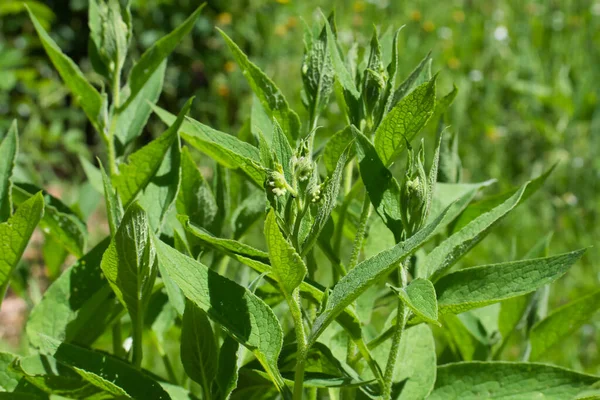 Nahaufnahme Einer Grünen Pflanze Inmitten Einer Wiese — Stockfoto