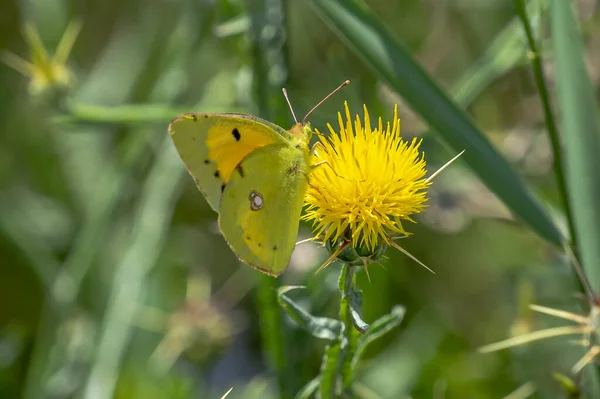 花の上の淡い雲状の黄色の蝶 コリアス ヒエールの閉鎖 — ストック写真