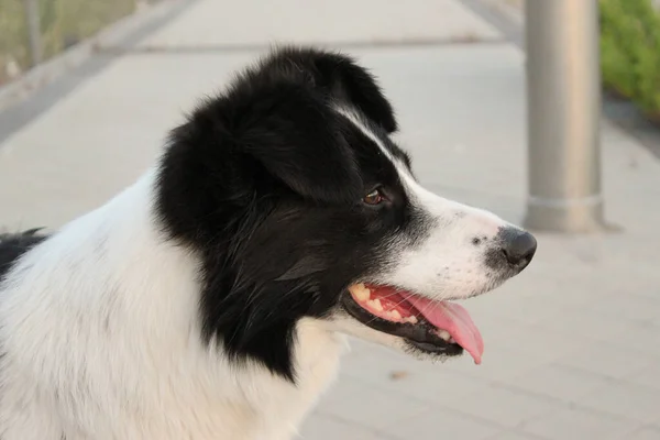 公園で国境の犬のクローズアップショット — ストック写真