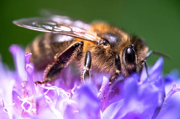 Makroaufnahme Einer Biene Auf Einer Blume Freien Bei Tageslicht — Stockfoto