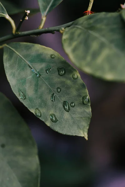 Eine Vertikale Nahaufnahme Eines Blattes Mit Wassertropfen Darauf — Stockfoto