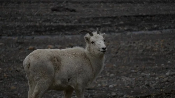 Closeup Wild White Mountain Goat — Stock Photo, Image