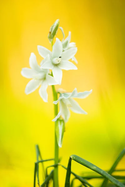 Delikatny Biały Żonkil Kwiaty Jasnym Żółtym Tle — Zdjęcie stockowe