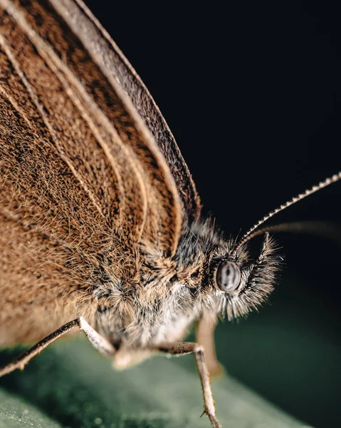 Macro Tiro Vertical Dos Detalhes Peludos Uma Borboleta Uma Folha — Fotografia de Stock