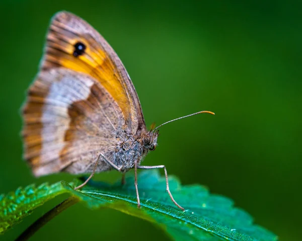 Makro Ujęcie Małego Motyla Wrzosowiska Liściu Zewnątrz — Zdjęcie stockowe