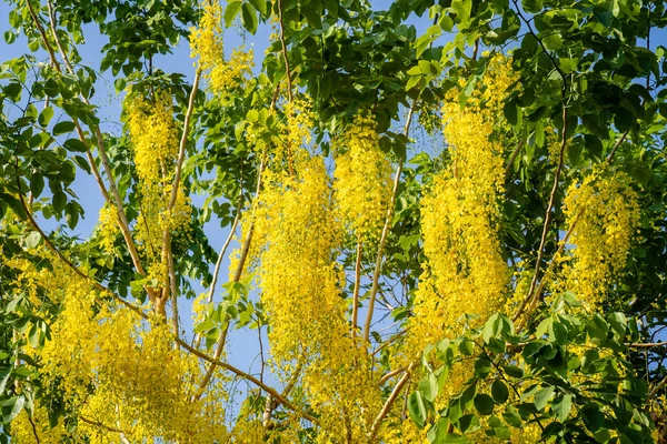 Una Hermosa Vista Del Floreciente Árbol Ducha Dorado —  Fotos de Stock