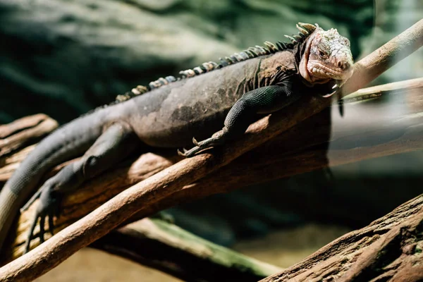 Tiro Foco Seletivo Uma Iguana — Fotografia de Stock