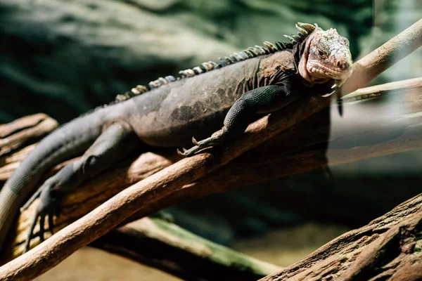 Enfoque Selectivo Una Iguana — Foto de Stock