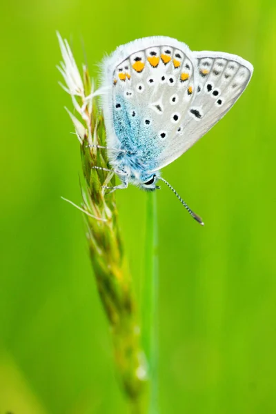 Macro Shot Beautiful Silver Studded Blue Butterfly Perched Green Plant — Stock Photo, Image