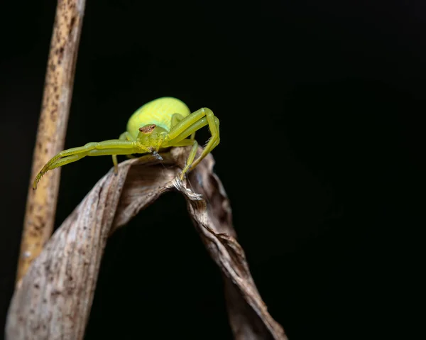 Tiro Macro Uma Aranha Caranguejo Verde Uma Folha Seca Frente — Fotografia de Stock