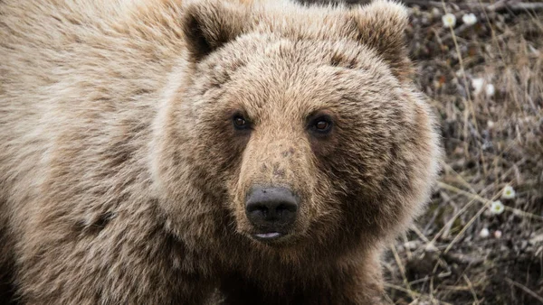 Primer Plano Oso Pardo Animales Salvajes —  Fotos de Stock