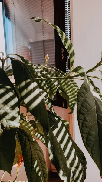 Eine Vertikale Aufnahme Einer Pflanze Und Fensterschatten Auf Ihren Blättern — Stockfoto