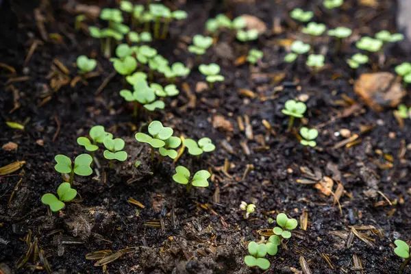 Tiro Close Brotos Legumes Crescendo Jardim — Fotografia de Stock