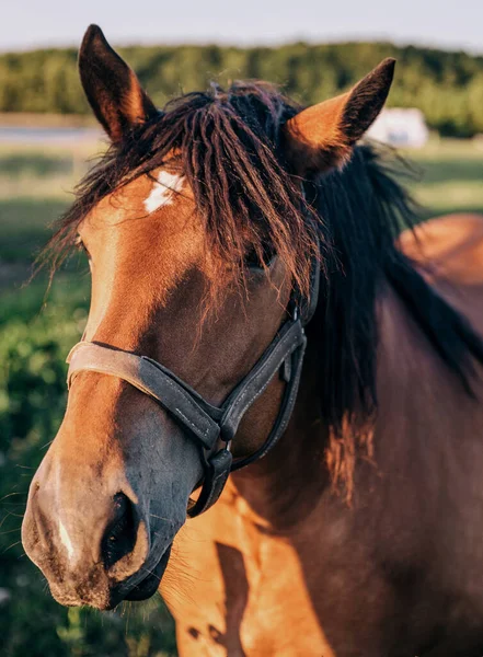 Gros Plan Cheval Brun — Photo