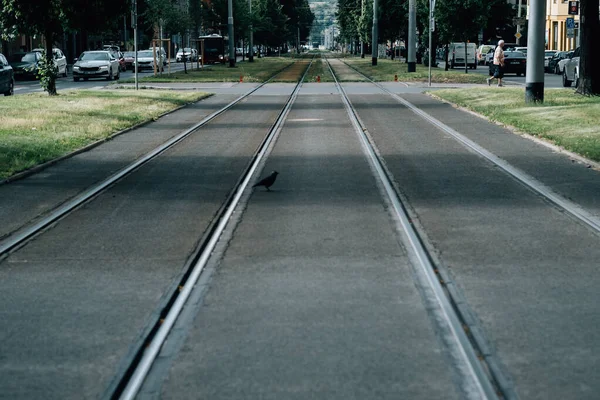 High Angle Shot Asphalt Rails — Stock Photo, Image