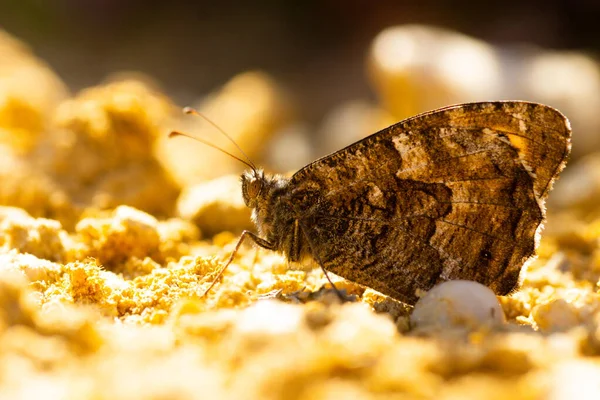 Een Macro Shot Van Een Hipparchia Vlinder — Stockfoto