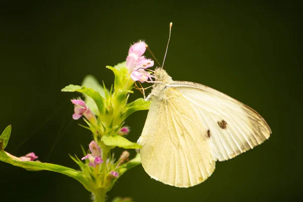 花に緑の羽のついた白い蝶のマクロショット — ストック写真
