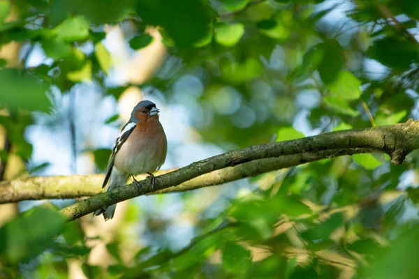 Closeup Shot Great Tit Passerine Bird Perched Branch Tree — Fotografia de Stock