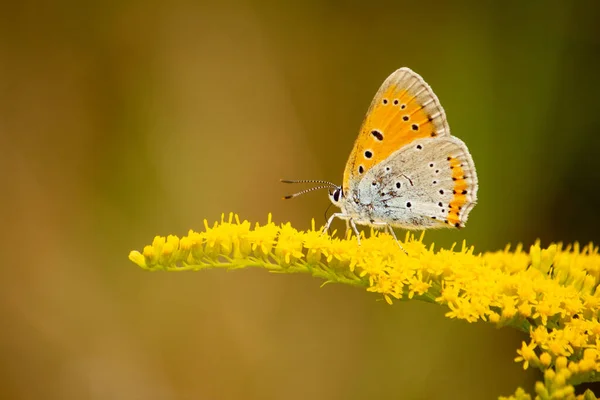 アンソカリスカルダミンのマクロショット 花のオレンジ色の先端蝶 — ストック写真