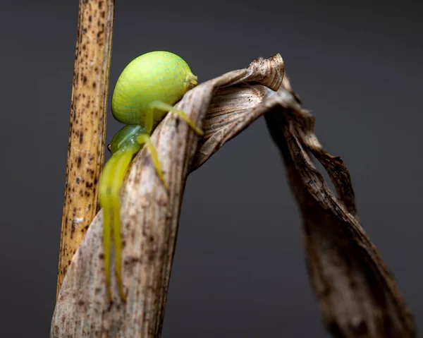 灰色の背景の前に乾燥した葉の上に緑のカニのクモのマクロショット — ストック写真