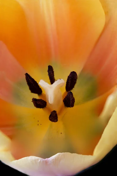 Eine Vertikale Nahaufnahme Der Details Einer Orangen Tulpe — Stockfoto